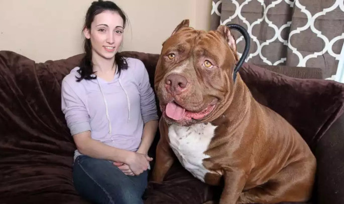 O Maior Pitbull Do Mundo Hulk Um Enorme Cachorro Gigante EngraÇados O Maior Pitbull Do Mundo